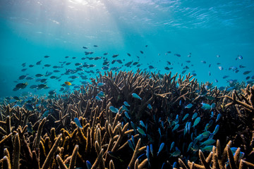 Naklejka na ściany i meble School of small fish swimming among the coral
