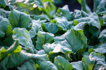 green juicy leaves of beet on a bed, green juicy leaves with dew