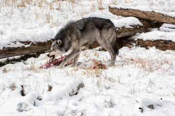 Tundra Wolf Feeding on and Elk Carcass in the Snow