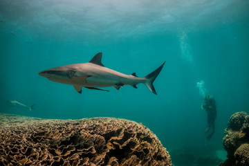 Huge grey reef shark swimming close to a scuba diver