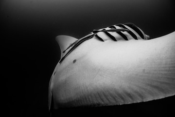Beautiful manta ray performing a barrel roll, black and white