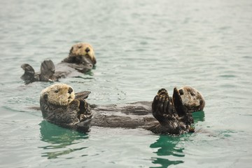 Three curious sea otters looking in Seward, Alaska