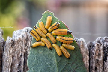 Larvae of the eucalyptus leaf beetle