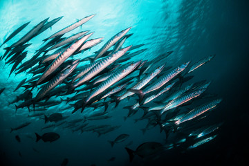 Fototapeta na wymiar Huge school of barracuda swimming in synchronism