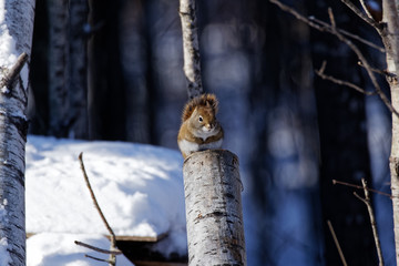 An American Red Squirrel sits on a stump. These adorable, little squirrels can be found across North America where there are large populations of conifers.