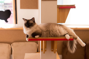 Fototapeta premium 猫