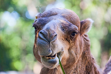 Kamel beim Fressen