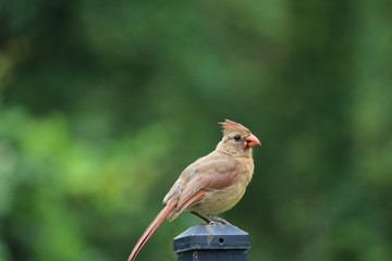 Female cardinal songbird perched on black metal garden fence and bird feeder. 