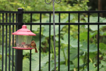 Female cardinal songbird perched on black metal garden fence and bird feeder. 