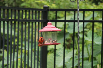 Red male northern cardinal songbird perched on black metal garden fence and bird feeder. 