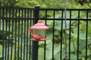 Red male northern cardinal songbird perched on black metal garden fence and bird feeder. 