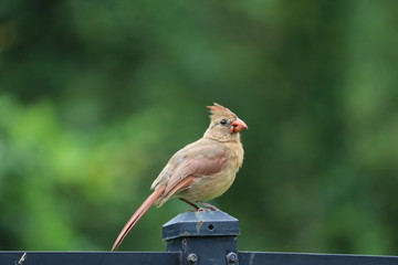 Female cardinal songbird perched on black metal garden fence and bird feeder. 