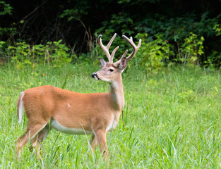 A whitetail buck with his antlers in velvet. 