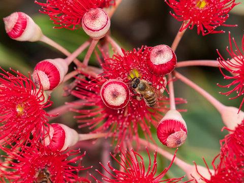 Bee in Flowering Eucalyptus