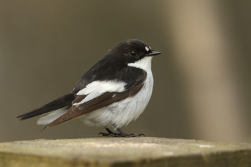 A beautiful male Pied Flycatcher (Ficedula hypoleuca) perching on a wooden post.	