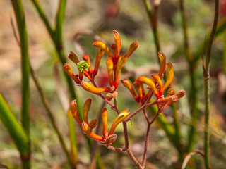 Kangaroo Paw Flower