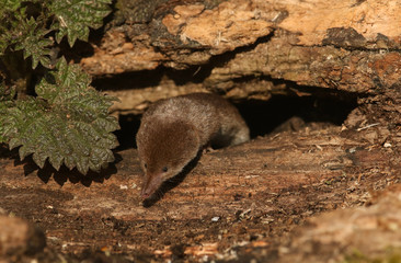 A shy and elusive Common Shrew (Sorex araneus) hunting for food in a decaying log pile in woodland.	