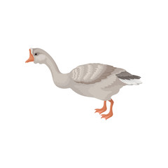 Obraz premium Goose standing isolated on white background, side view. Wild bird with long neck, orange beak and legs. Flat vector icon