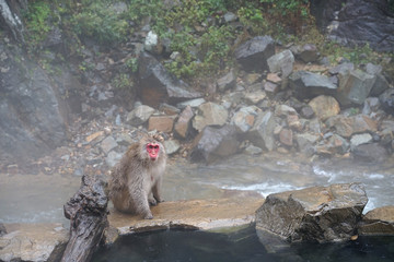 Obraz na płótnie Canvas Red face wild monkey at Jigokudani Monkey Park in Yamanouchi, Nagano Japan