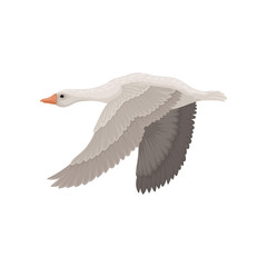 Large gray goose in flying action, side view. Wild bird with long neck. Ornithology theme. Flat vector icon © Happypictures