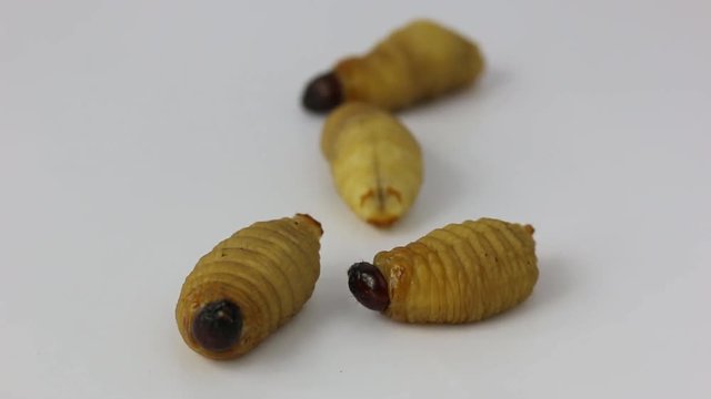 Dynastinae worm motion video footage 
