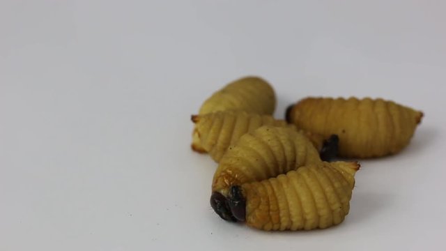 Dynastinae worm motion video footage 
