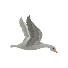 Adult gray goose in flying action, side view. Wild bird with long neck and orange beak. Fauna theme. Flat vector icon