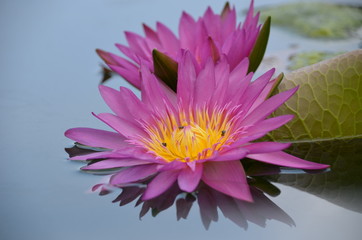 Obraz premium pink water lily