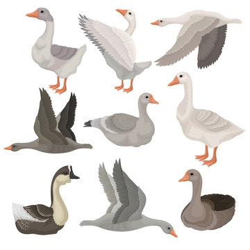 Flat vector set of large geese in different actions. Wild and farm birds. Rural animal. Wildlife theme