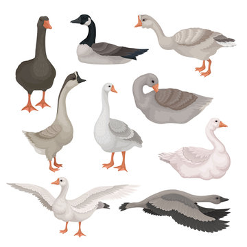 Flat vector set of gray and white geese in different actions. Wild and farm birds with long necks. Fauna theme