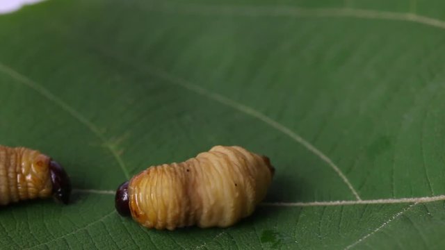 Dynastinae worm motion video footage 
