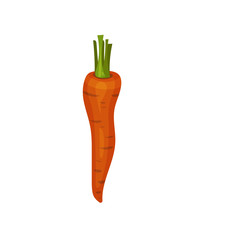 Ripe orange carrot. Healthy vegetable. Organic food. Natural farm product. Flat vector design