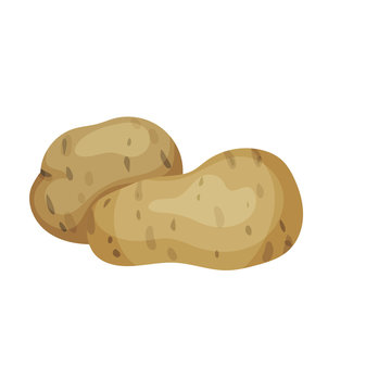 Flat vector design of two potatoes. Raw vegetable. Organic farm product. Natural food