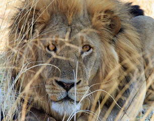 Handsome Male Lion (Panthera Leo) face peering through the dry grass in Hwange National Park , Zimbabwe