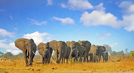 Latge herd of elephants walking through the African bush with a nice cloudscape sky, Hwange National Park, Zimbabwe
