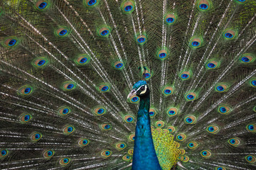 Fototapeta premium The beautiful and elegance of the peacock male in nature.
