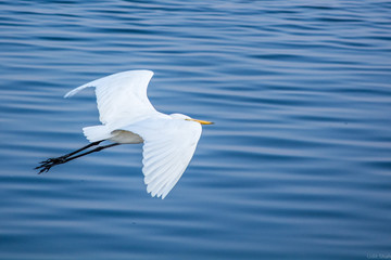 great white egret in flight