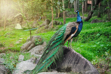 The beautiful and elegance of the peacock male in nature.