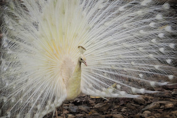 Obraz premium The beautiful and elegance of the white peacock male in nature.