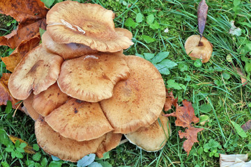 Shitake real forest tree mushrooms grow on forest  grassy green glade