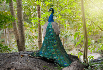 Obraz premium The beautiful and elegance of the peacock male in nature.