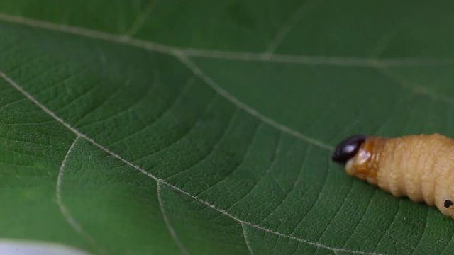 Dynastinae worm motion video footage 

