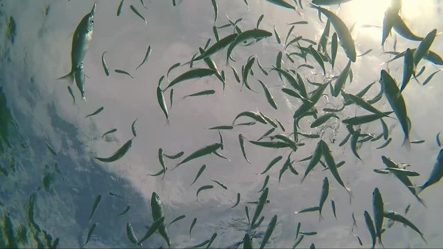 flock of gilt-head bream fish under sea water sun flares
