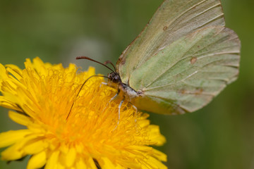 The butterfly on a dandelion