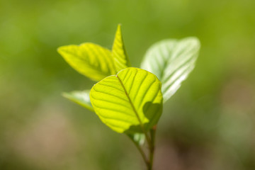 spring green leaves