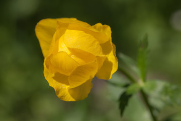 Globeflower close up