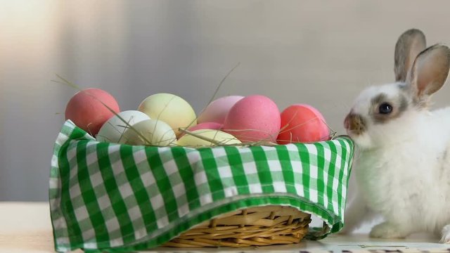 Little naughty bunny breaking Easter decoration on basket with colored eggs