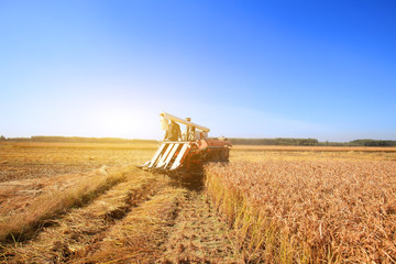 Fototapeta premium Harvester machine is harvesting rice