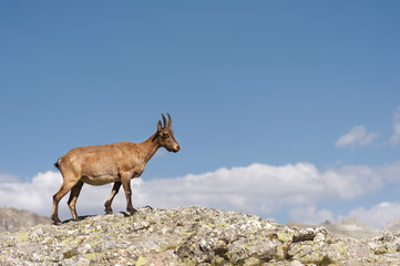 Young female alpine Capra ibex on the high rocks stone in Dombay mountains. North Caucasus. Russia
