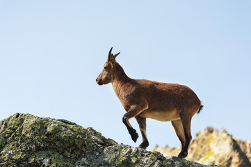 Young female alpine Capra ibex on the high rocks stone in Dombay mountains. North Caucasus. Russia